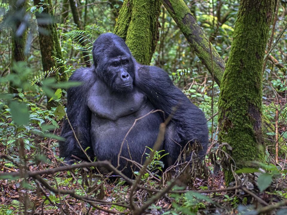 Africa Best Gorilla Trekking Company - Gorilla Trekking and Walking Safaris - Uganda Gorilla Tracking Tours and SafarisUganda Gorilla Tracking Tours and Safaris