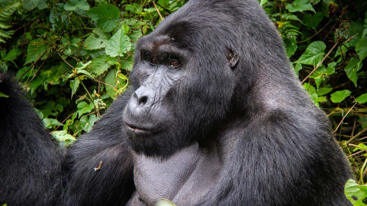 Gorilla in Bwindi Impenetrable National Park - Budget gorilla tours from Kasese - Gorilla Safaris Uganda - Where to Go Budget Gorilla Tracking in Uganda