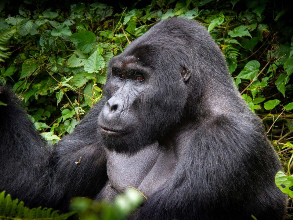 Gorilla in Bwindi Impenetrable National Park - Budget gorilla tours from Kasese