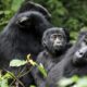 Mountain Gorilla Tracking Countries in Africa - Tour operators in Kisoro Uganda