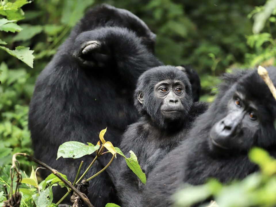 Mountain Gorilla Tracking Countries in Africa - Tour operators in Kisoro Uganda