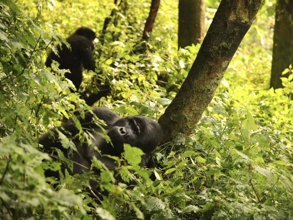 Nkuringo Gorilla Sector and Gorilla Family to Trek