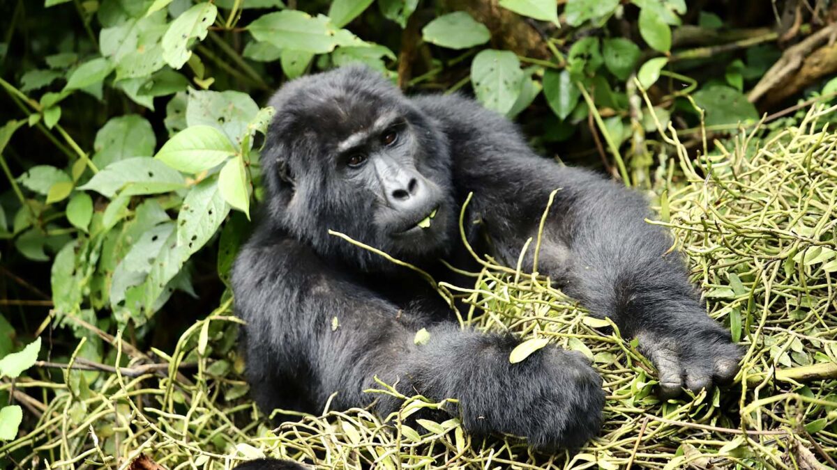 Gorilla habituation safaris from Masaka town