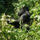 Gorilla Trekking in Uganda - Family Gorilla Vacation Tours in Uganda with Kids