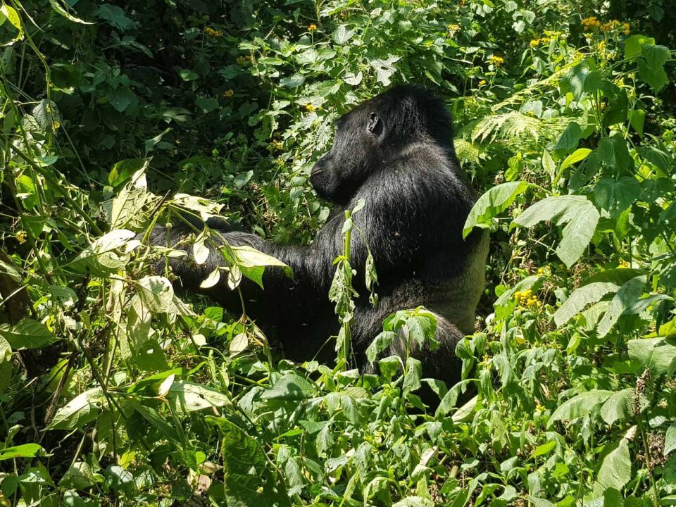 Gorilla Trekking in Uganda - Family Gorilla Vacation Tours in Uganda with Kids