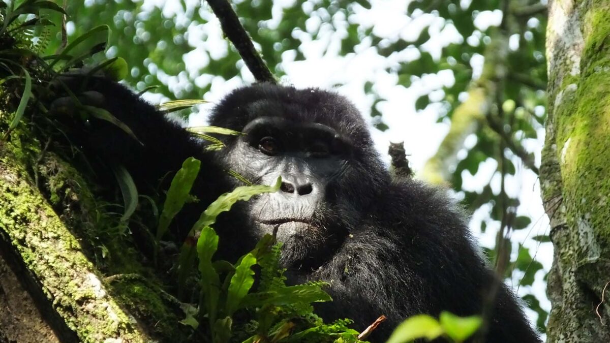 Sabinyo Gorilla Family Group - Responsible Tourism in Bwindi impenetrable National parkResponsible Tourism in Bwindi impenetrable National park - Gorilla trekking safari in December - What is the Price of a Gorilla Tour, Gorilla Trekking Cost $540