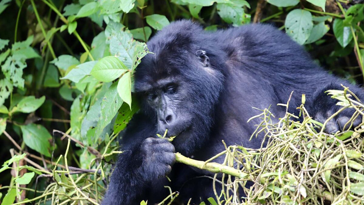 Gorilla Tours and Safaris in Uganda and Rwanda - Habituated Gorilla Family Groups in Nkuringo Sector - Gorilla Photography Safari in Ruhija sector