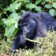 Gorilla Tours and Safaris in Uganda and Rwanda