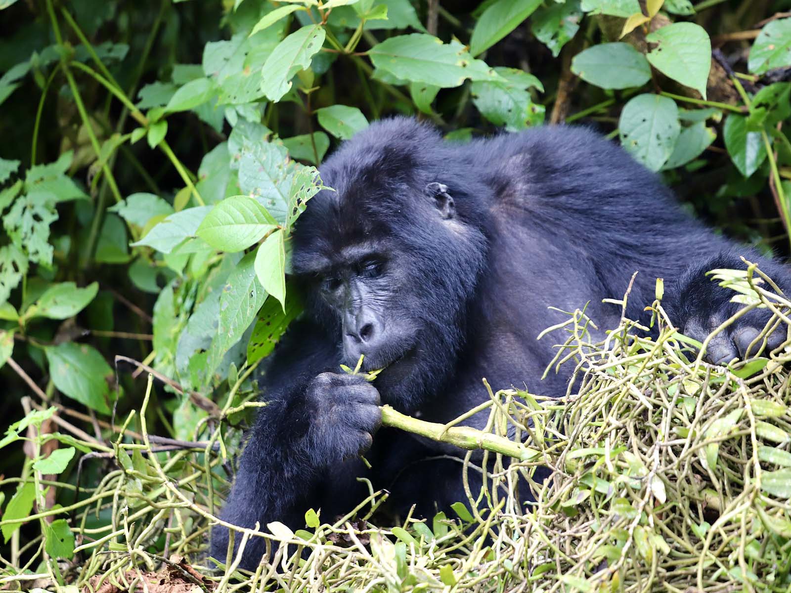 habituated-gorilla-family-groups-in-nkuringo-sector-trek-africa