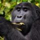 Gorilla Tracking in Bwindi Impenetrable National Park - Africa gorilla tour operator in Australia - Gorilla Tracking for Ugandan Citizens and Resident deals - Booking Buhoma Gorilla Permits
