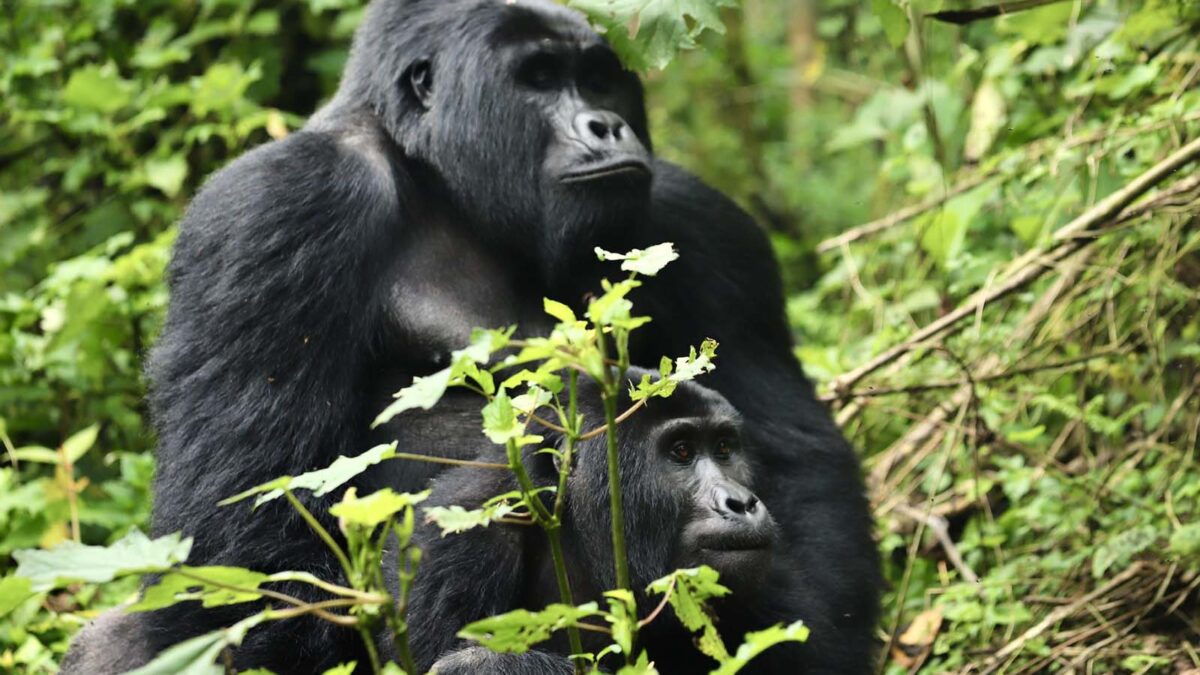 Bwindi Gorilla Trekking from Kisoro