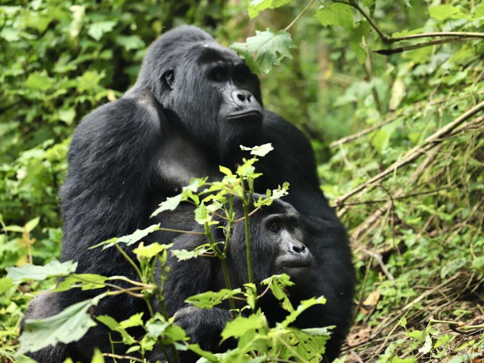 Bwindi Gorilla Trekking from Kisoro