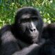Easy Gorilla Trekking in Uganda