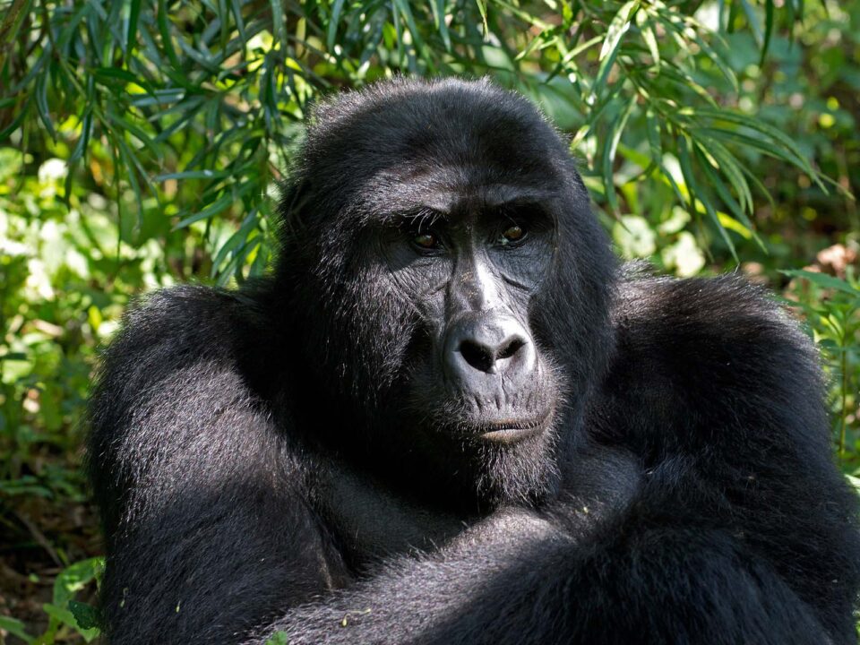 Easy Gorilla Trekking in Uganda