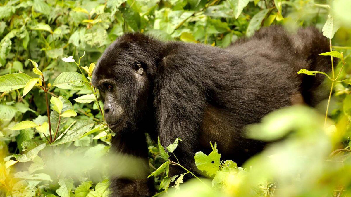 Gorilla Tracking Tours from Musanze Rwanda