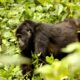 Gorilla Tracking Tours from Musanze Rwanda - Gorilla Tracking Regions in Bwindi - Purchasing Gorilla permits for Uganda and Rwanda