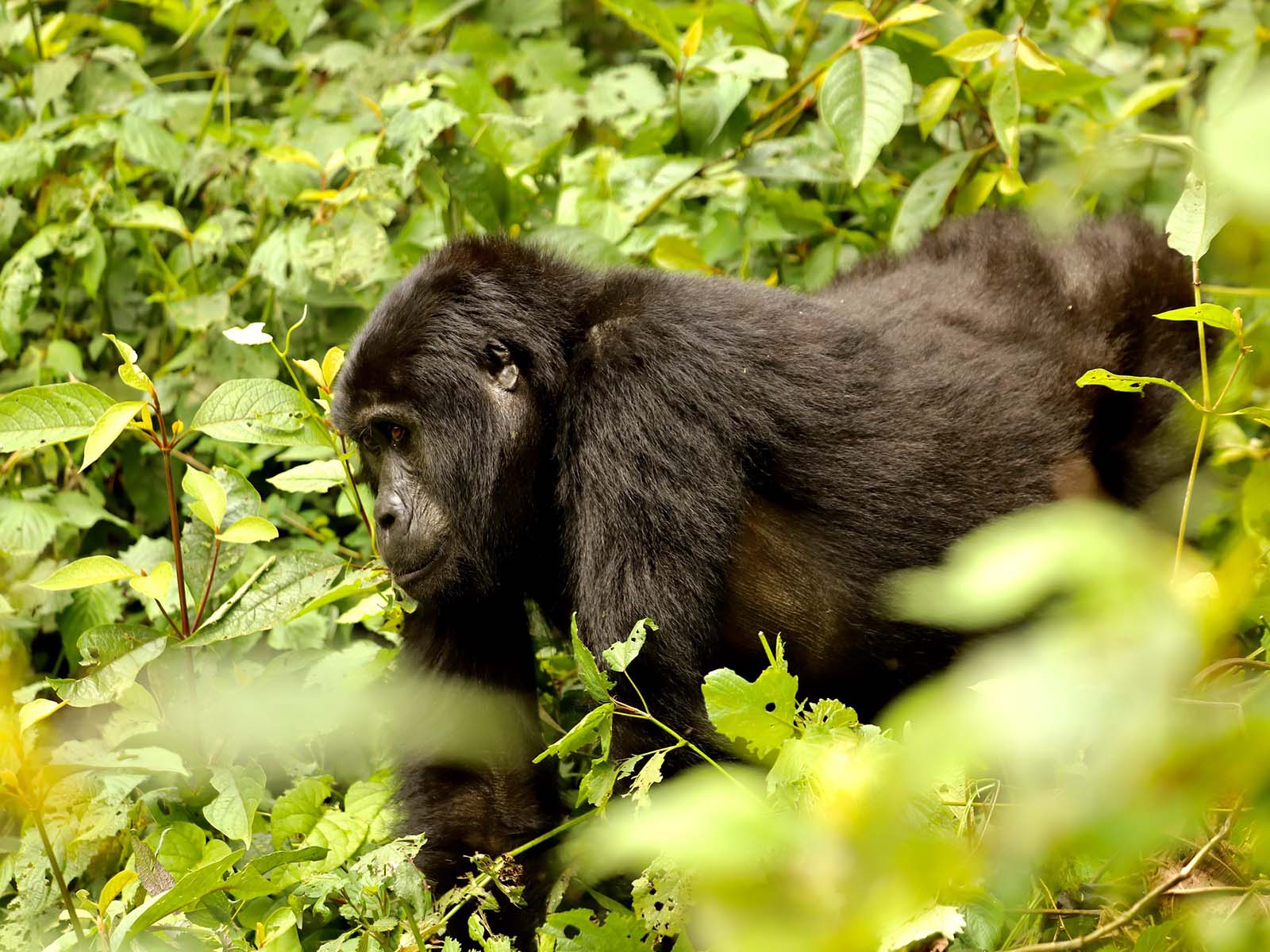 Gorilla Tracking Tours from Musanze Rwanda » Trek Africa Expeditions