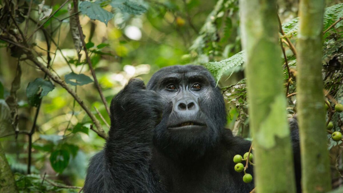 Gorilla Tracking Permits Ruhija Region