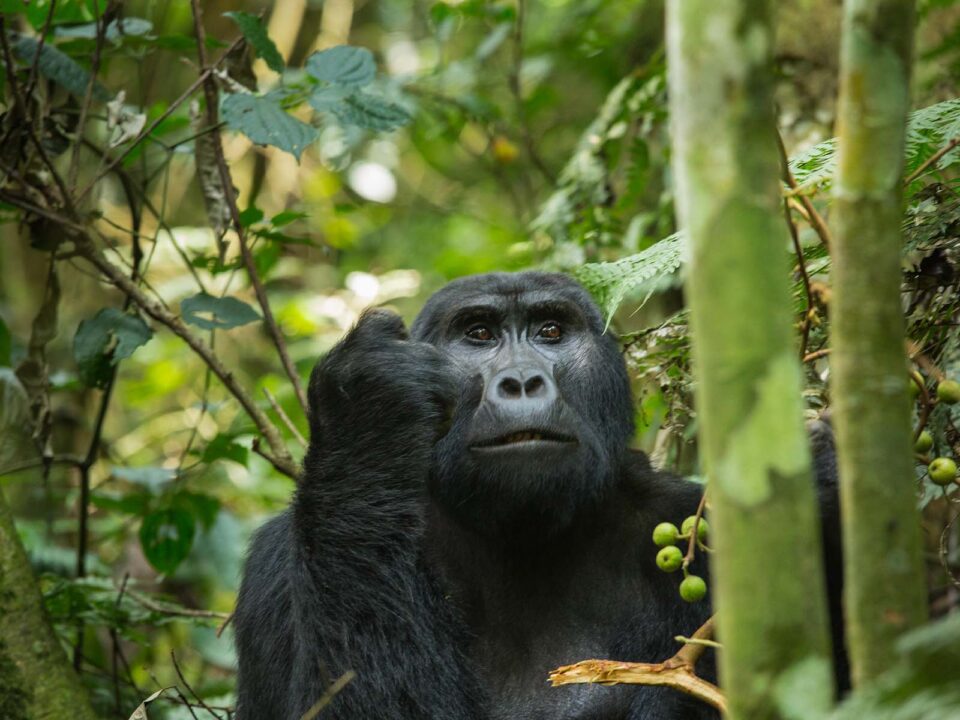 Gorilla Tracking Permits Ruhija Region - Fly to Bwindi Gorillas & Drive to Kigali - Family Gorilla Trekking Safaris for Teenagers in Uganda - 5 Days Bwindi Gorillas & Tree Climbing Lions Safari