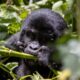 Gorilla Tracking Permits for Nkuringo sector