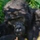 Uganda Gorilla Safaris from Masaka Town