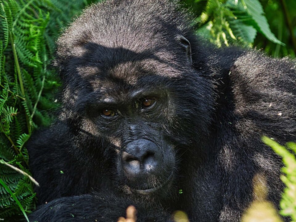 Uganda Gorilla Safaris from Masaka Town - Nkuringo Gorilla Region - Ruhija Gorilla Safaris & Tours - Nkuringo Gorilla Fly in Safaris