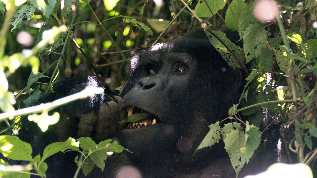Gorilla Trekking for V.I.Ps - Mubare Gorilla Family in Buhoma sector - How Many People Go for the Gorillas Every Day? - Filming in the Buhoma Region - Ultimate Gorilla Trekking Experience in Uganda & Rwanda