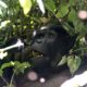 Gorilla Trekking for V.I.Ps - Mubare Gorilla Family in Buhoma sector - How Many People Go for the Gorillas Every Day? - Filming in the Buhoma Region - Ultimate Gorilla Trekking Experience in Uganda & Rwanda
