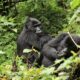 When to Book Gorilla Habituation Holiday in Uganda