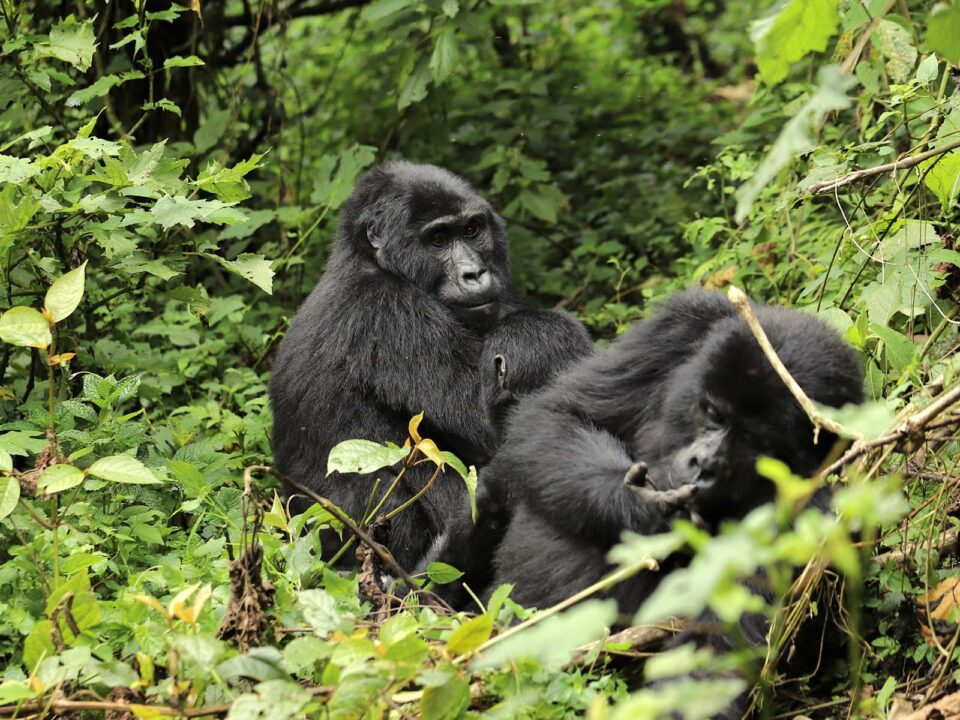 When to Book Gorilla Habituation Holiday in Uganda