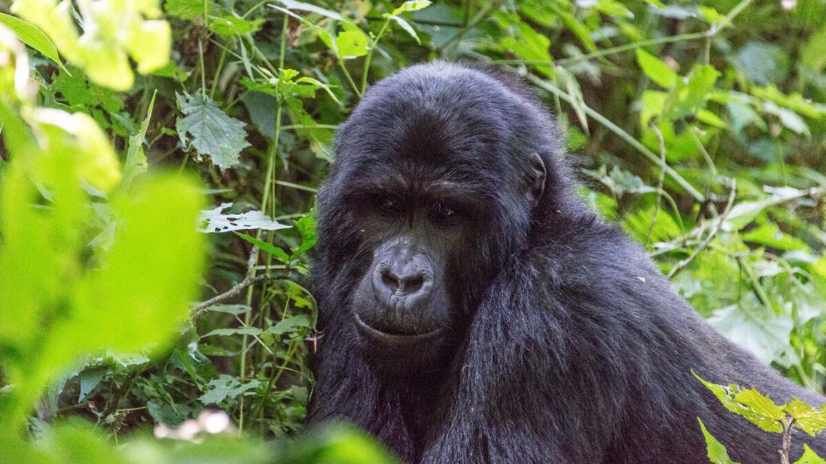 Best Time for Gorilla Trekking in Uganda