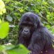 Best Time for Gorilla Trekking in Uganda