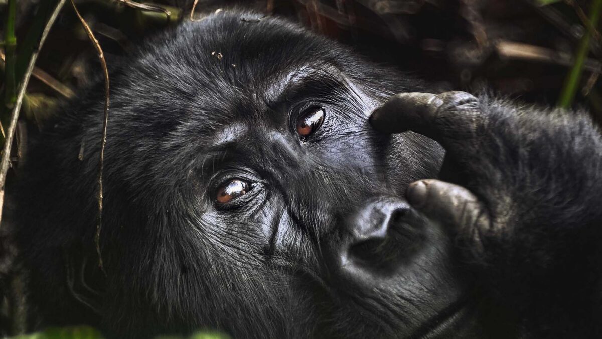 Gorilla Tracking Permits for Buhoma Sector