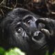 Gorilla Tracking Permits for Buhoma Sector