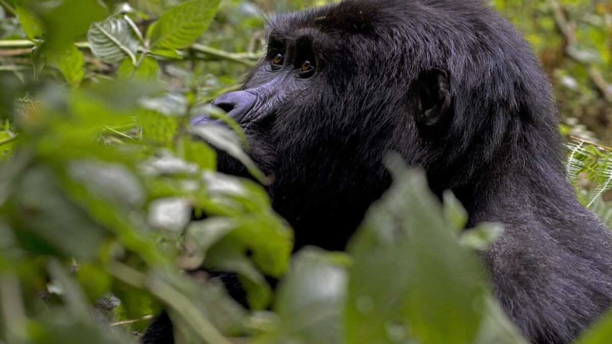 Gorilla Tracking Tours from Katuna Boarder Rwanda