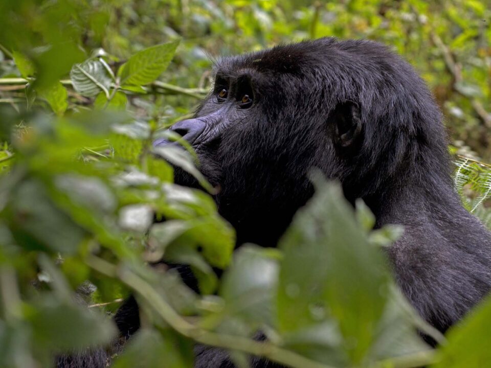 Gorilla Tracking Tours from Katuna Boarder Rwanda - Flying Bwindi Gorilla Tracking Safari - Why should I trek Gorillas twice? - Last Minute Gorilla Trekking in Uganda - Summer Holiday Gorilla Trekking Safaris