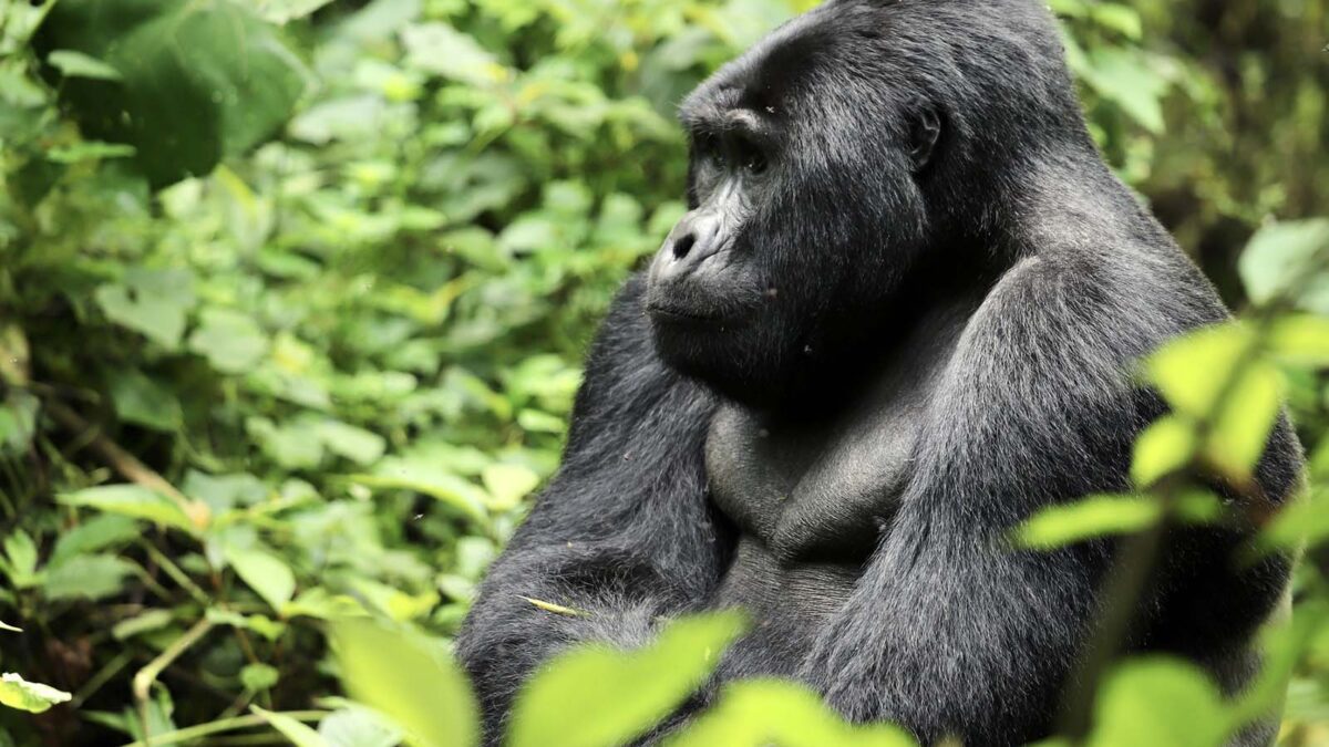 Gorilla Tracking Tours from Mirama Hills