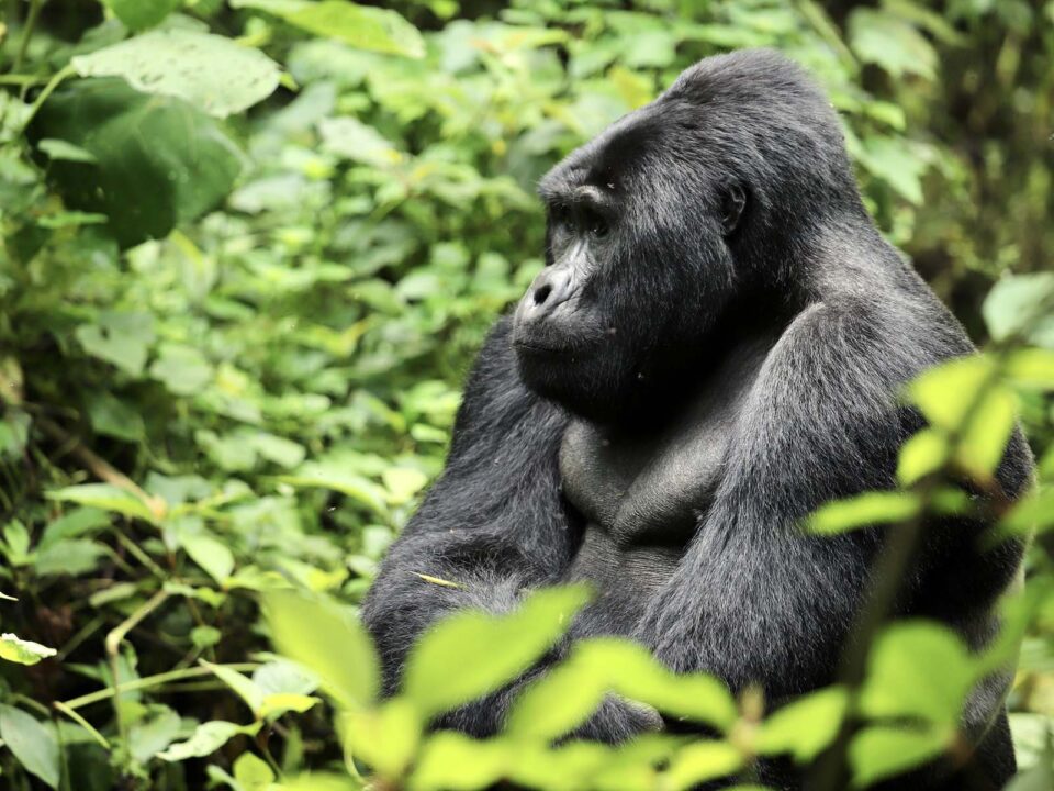 Gorilla Tracking Tours from Mirama Hills - Gorilla Tracking Safari in August - Best African Gorilla Safari Trips to Uganda & Rwanda
