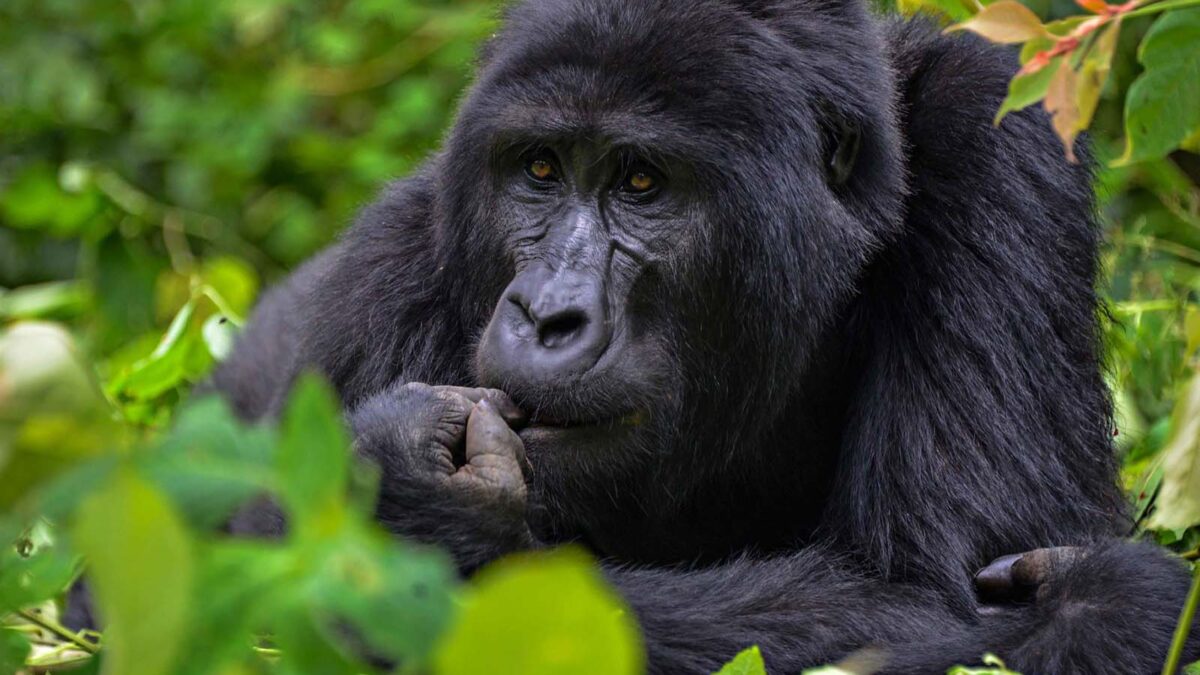 Uganda Honey Moon Gorilla Tours - Why are Mountain Gorillas Endangered in Africa? - Why Trek Mountain Gorilla in Nkuringo Sector?
