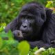 Uganda Honey Moon Gorilla Tours - Why are Mountain Gorillas Endangered in Africa? - Why Trek Mountain Gorilla in Nkuringo Sector?