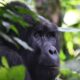Uganda Bwindi Gorilla Trekking