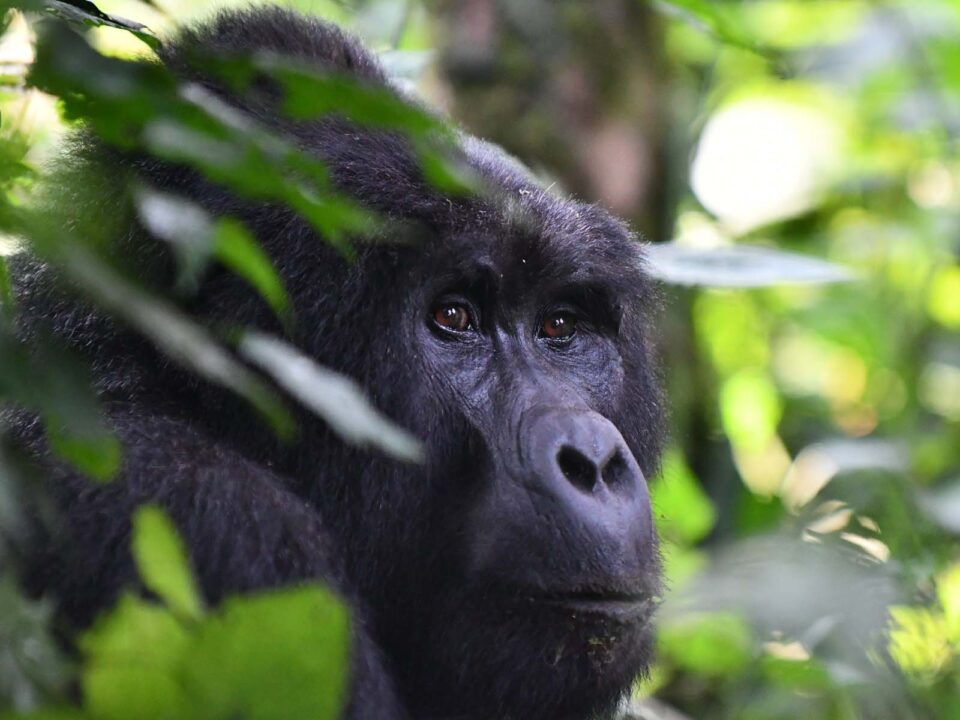 Uganda Bwindi Gorilla Trekking - Top Things to do & See in Ruhija Sector of Bwindi - How Much is a Gorilla Tracking Safari in Uganda? - Budget Mountain Gorilla Safaris in Africa