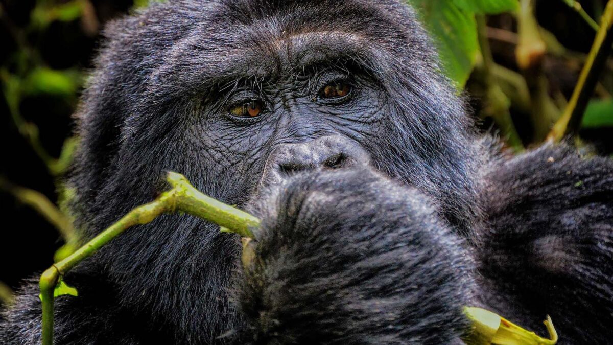 African Safaris - Gorilla Adventure - Africa Mountain Gorillas in Uganda - Gorilla Watching Holidays in Uganda-Rwanda - Discover Gorilla Tracking in Uganda-Rwanda