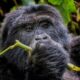 African Safaris - Gorilla Adventure