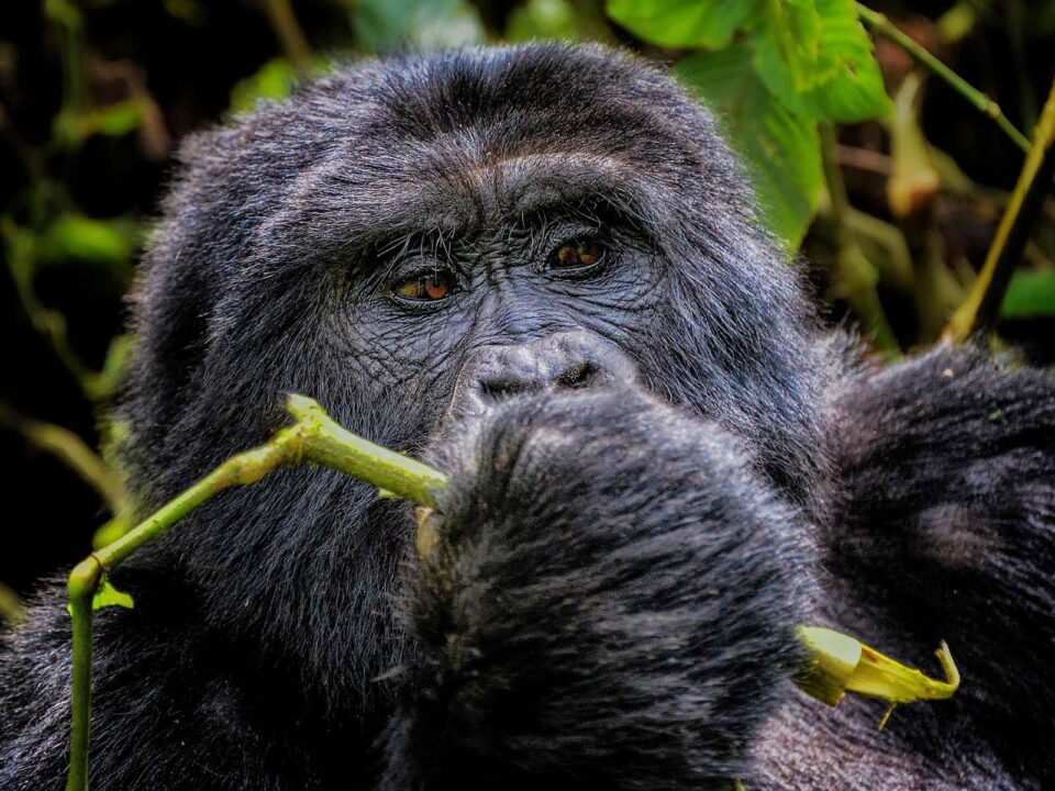 African Safaris - Gorilla Adventure - Africa Mountain Gorillas in Uganda - Gorilla Watching Holidays in Uganda-Rwanda - Discover Gorilla Tracking in Uganda-Rwanda