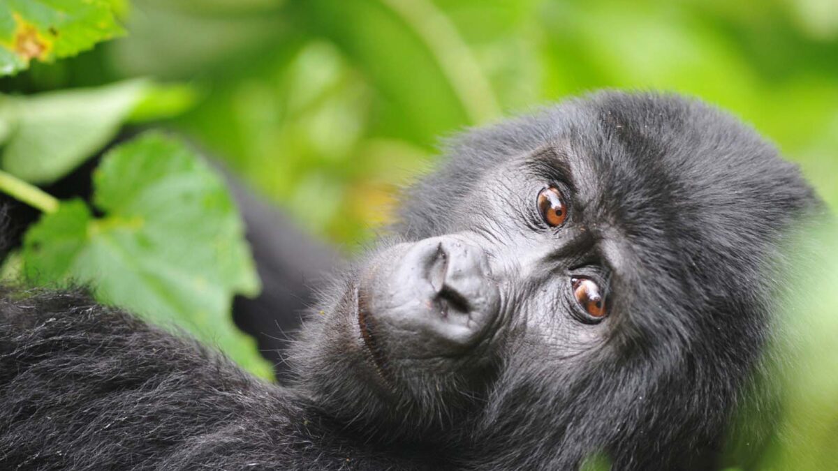 Gorilla Tracking Safaris from Mbarara City - Rwanda Gorilla Tracking Versus Uganda Gorilla Habituation - Flying Safaris to See Ruhija Mountain Gorillas - Stay at Lake Mulehe & Trek Gorillas in Bwindi - Why shouldn’t you look a Gorilla in the Eyes?