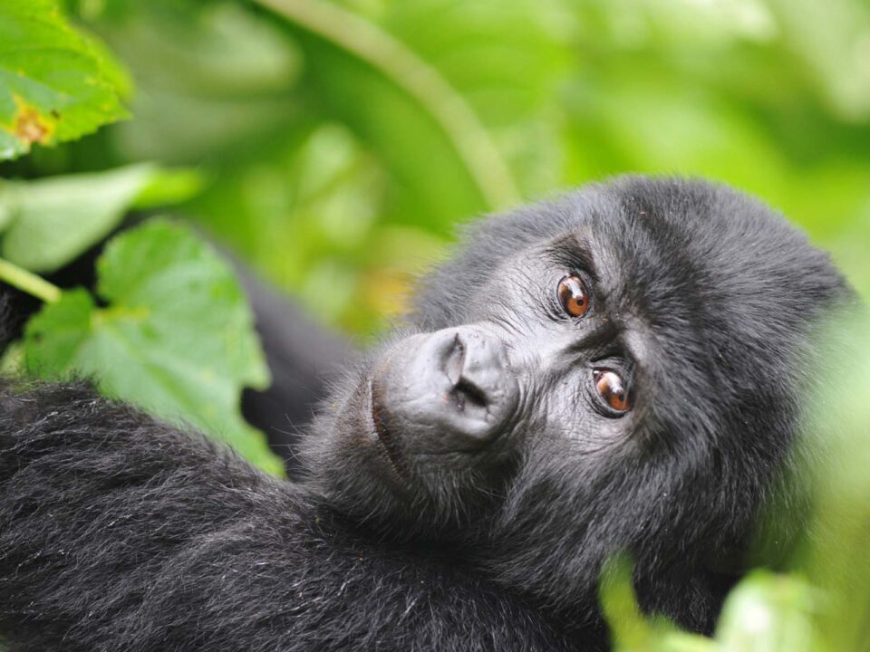 Gorilla Tracking Safaris from Mbarara City