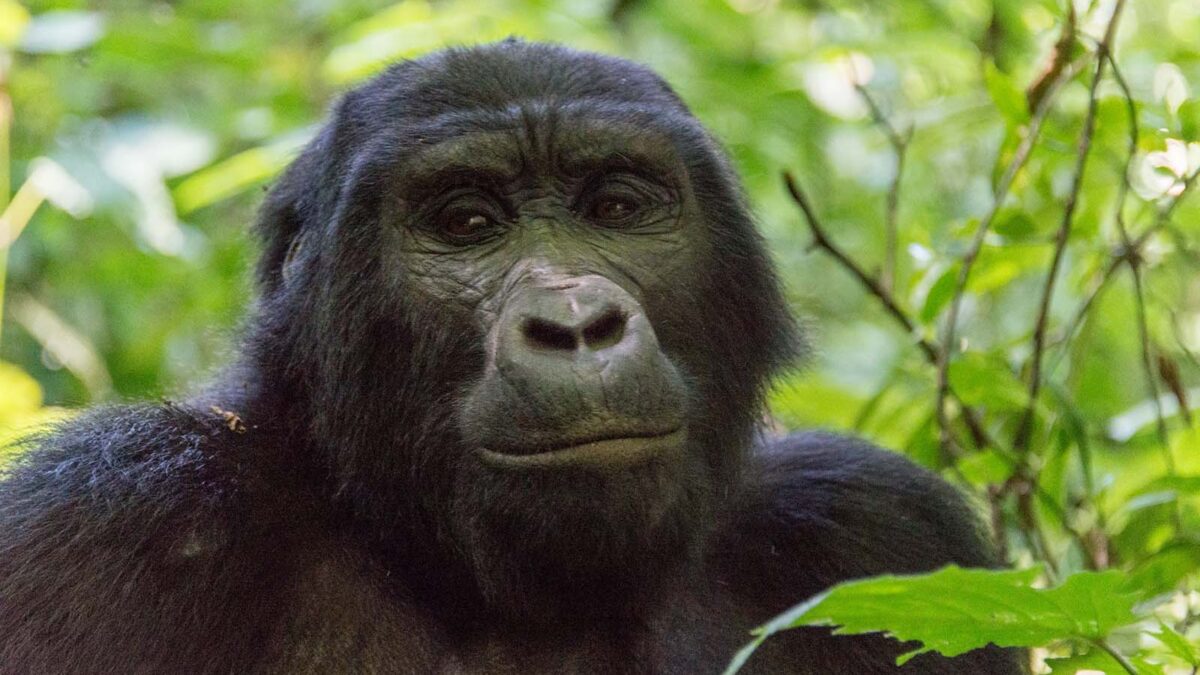Gorilla Trekking for V.I.Ps - Rushaga Gorilla Holidays and Gorilla Permits - Nkuringo Sector of Bwindi Impenetrable National Park