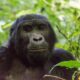 Gorilla Trekking for V.I.Ps - Rushaga Gorilla Holidays and Gorilla Permits - Nkuringo Sector of Bwindi Impenetrable National Park - Flying Safaris to Buhoma Gorilla Sector - 3-Day Budget Uganda Gorilla Safari from Kigali