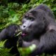 Affordable African Safari Tours - Gorilla Tracking Permits for Rushaga Sector